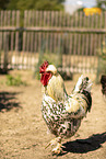 Schwedisches Blumenhuhn