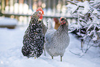 Schwedisches Blumenhuhn