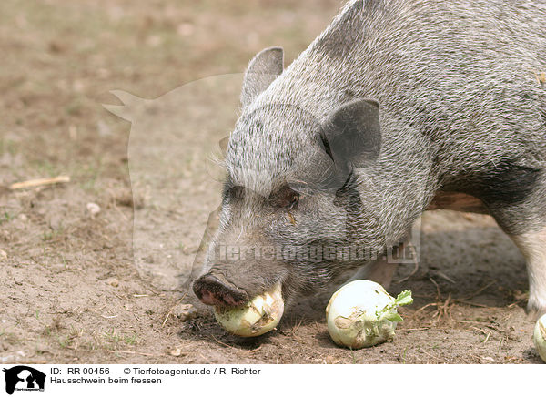 Hausschwein beim fressen / eating pig / RR-00456