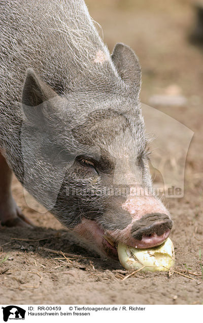 Hausschwein beim fressen / eating pig / RR-00459