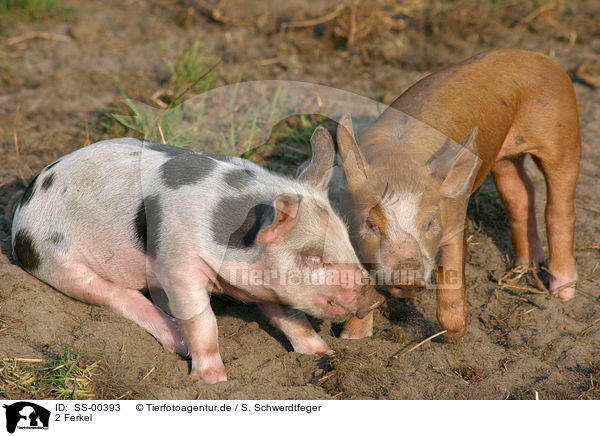 2 Ferkel / 2 piglets / SS-00393