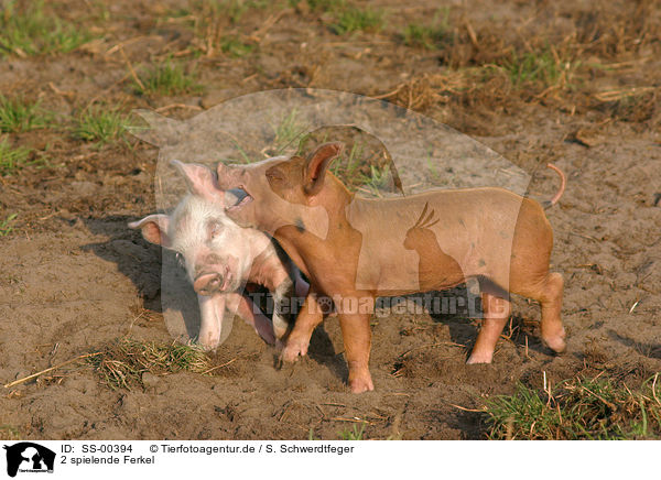 2 spielende Ferkel / 2 playing piglets / SS-00394