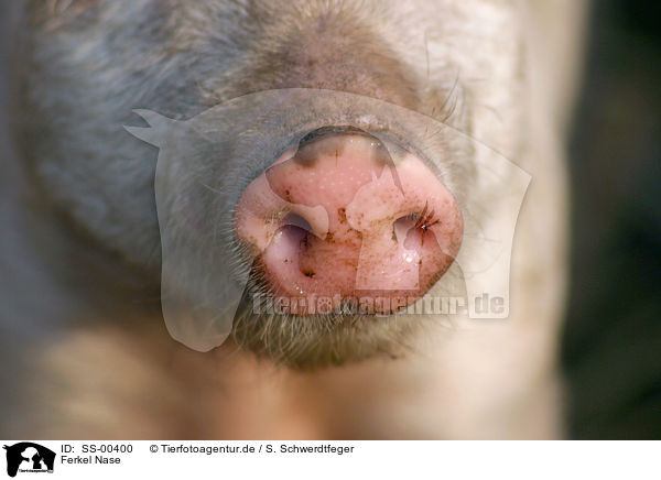 Ferkel Nase / piglet nose / SS-00400