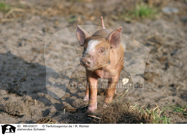 stehendes Schwein / standing pig / RR-00631