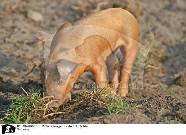 Schwein / pig / RR-00635