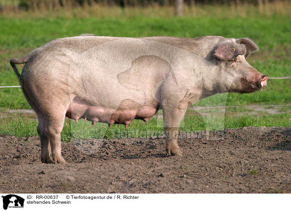 stehendes Schwein / standing pig / RR-00637