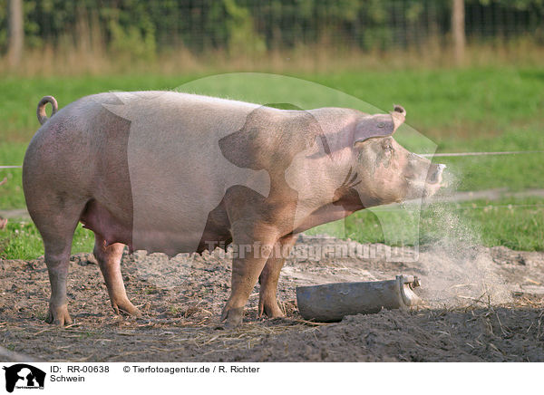 Schwein / pig / RR-00638