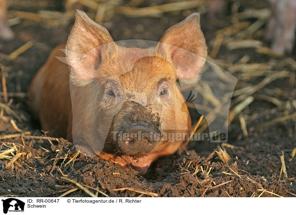 Schwein / pig / RR-00647