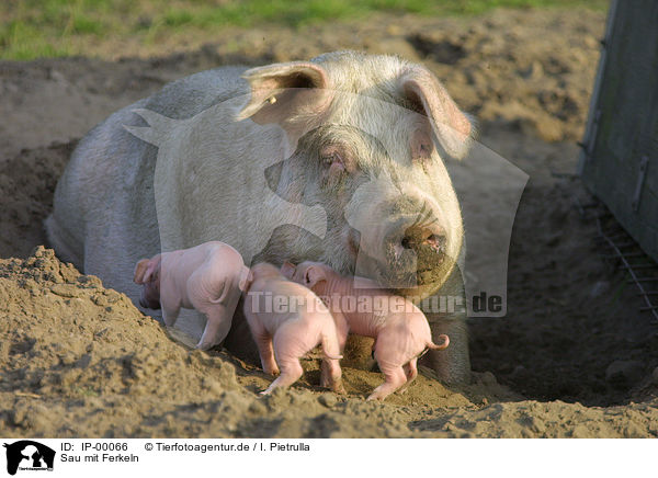 Sau mit Ferkeln / pig with piglets / IP-00066