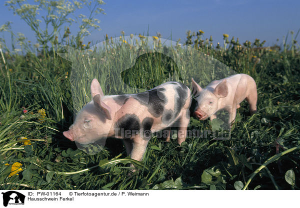 Hausschwein Ferkel / piglet / PW-01164