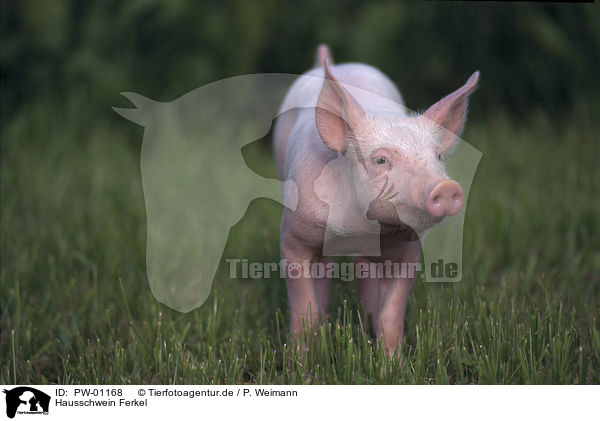Hausschwein Ferkel / piglet / PW-01168