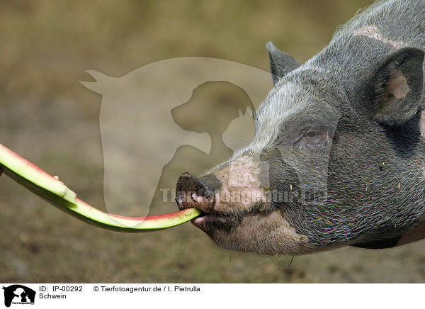 Schwein / IP-00292