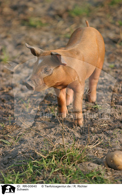 Schwein / pig / RR-00640