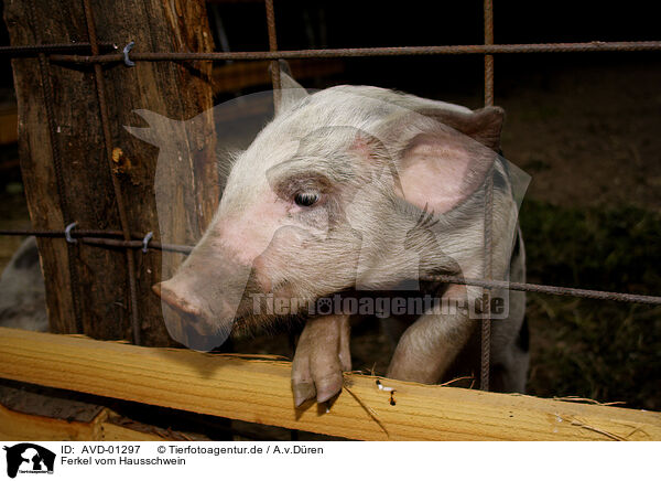 Ferkel vom Hausschwein / piglet / AVD-01297