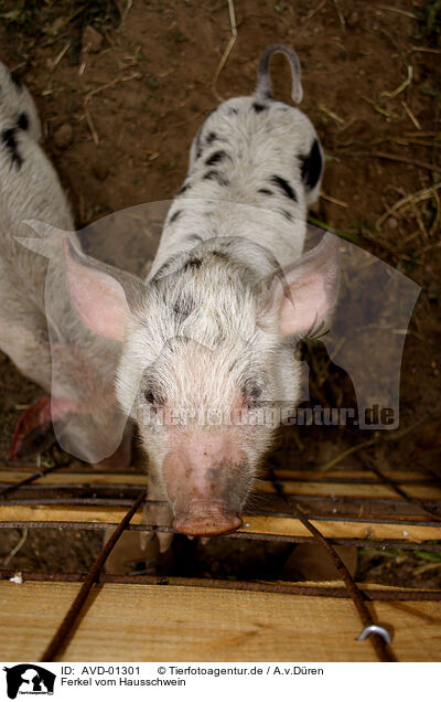 Ferkel vom Hausschwein / piglet / AVD-01301