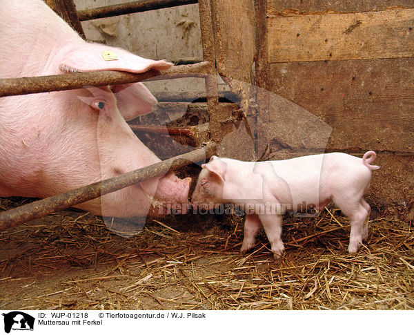 Muttersau mit Ferkel / mother pig with piglet / WJP-01218