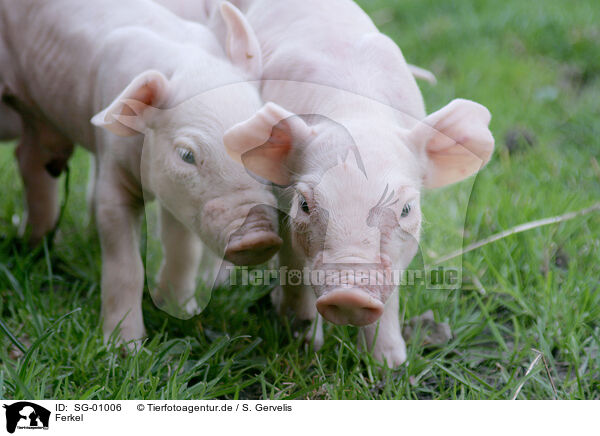 Ferkel / piglets / SG-01006