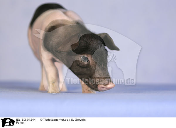Ferkel / SG-01244