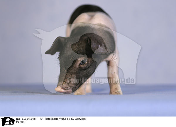 Ferkel / piglet / SG-01245
