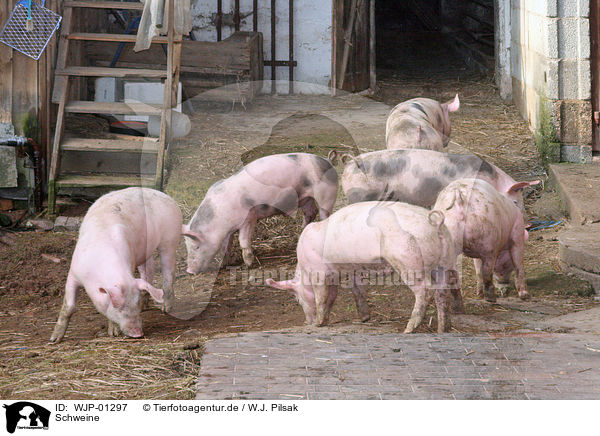 Schweine / pigs / WJP-01297