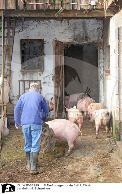 Landwirt mit Schweinen / farmer with pigs / WJP-01299