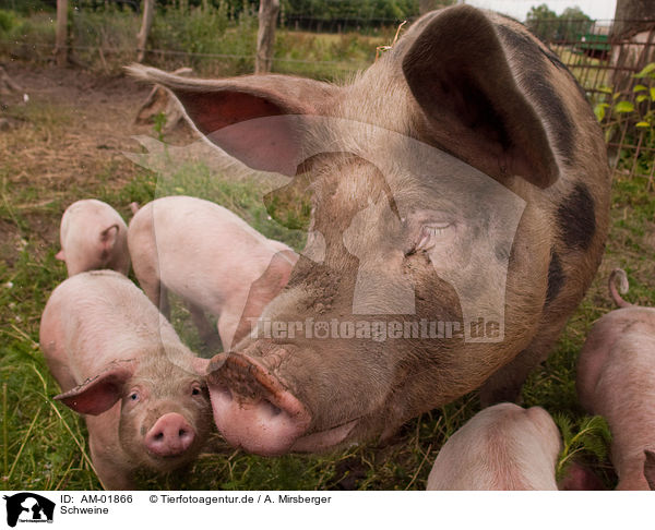 Schweine / pigs / AM-01866