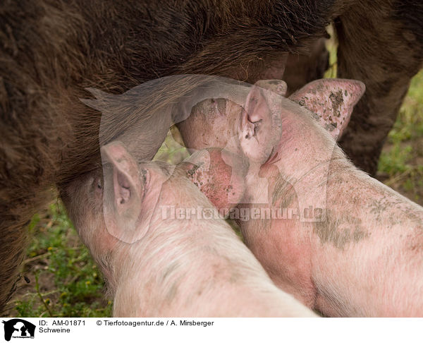 Schweine / pigs / AM-01871