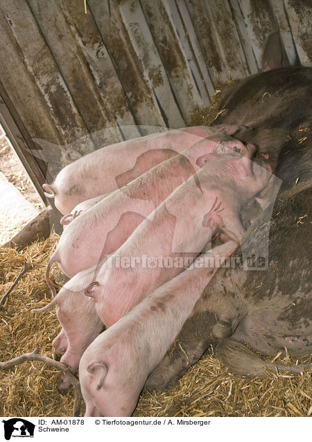 Schweine / AM-01878