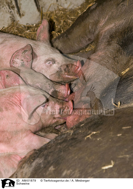 Schweine / AM-01879