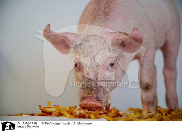 junges Schwein / young pig / AM-03716