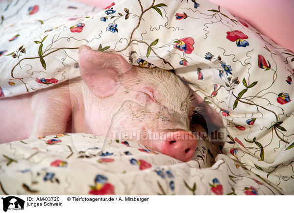 junges Schwein / AM-03720