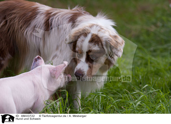 Hund und Schwein / dog and pig / AM-03722
