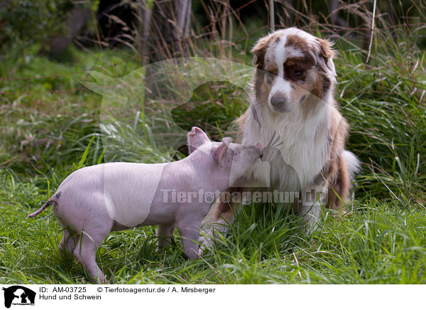 Hund und Schwein / dog and pig / AM-03725