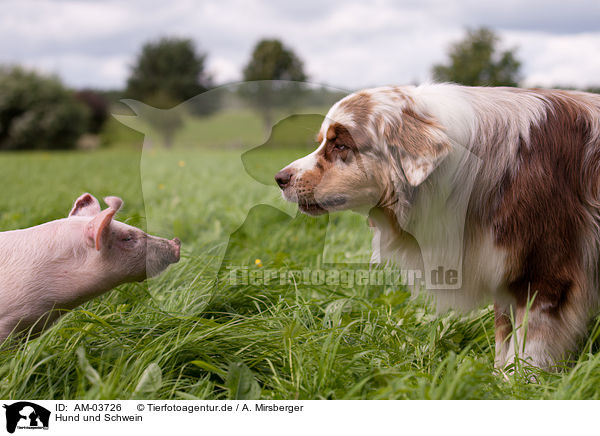 Hund und Schwein / dog and pig / AM-03726