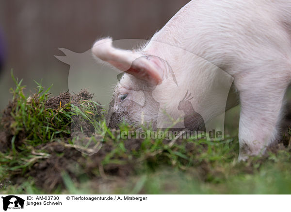 junges Schwein / young pig / AM-03730