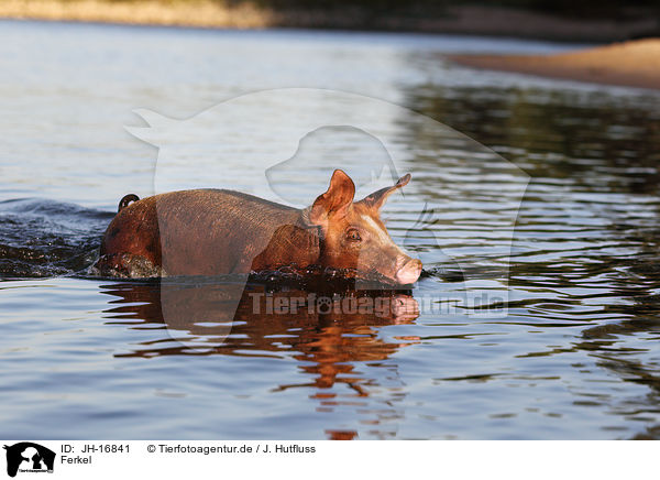 Ferkel / piglet / JH-16841