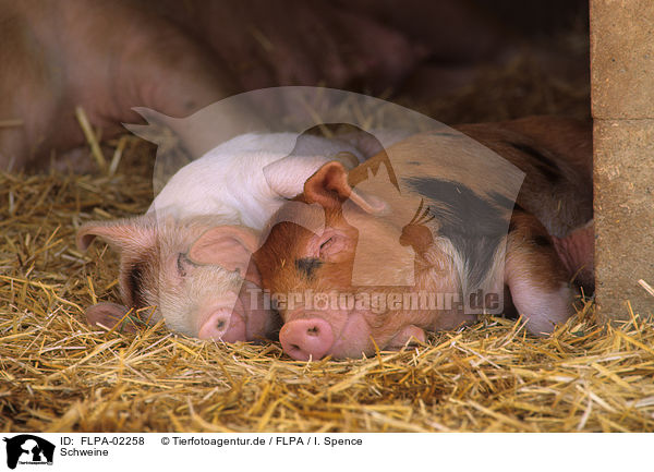 Schweine / pigs / FLPA-02258