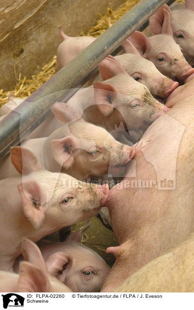 Schweine / pigs / FLPA-02260