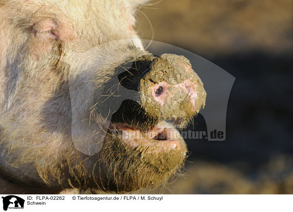 Schwein / pig / FLPA-02262