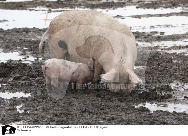 Schweine / FLPA-02265