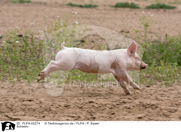 Schwein / FLPA-02274