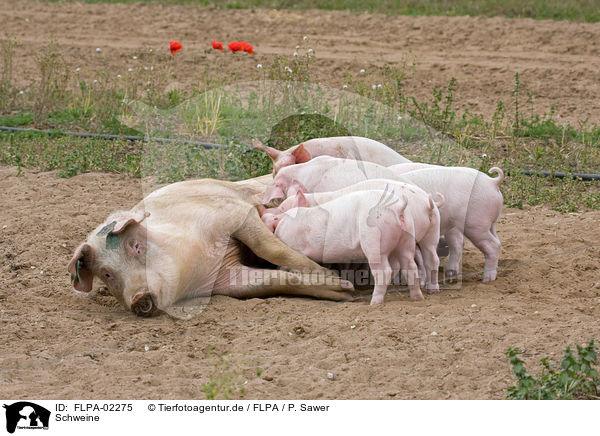 Schweine / pigs / FLPA-02275