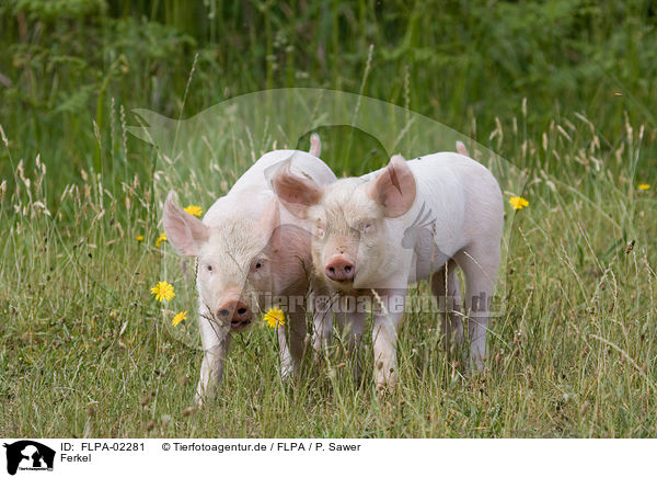 Ferkel / piglets / FLPA-02281