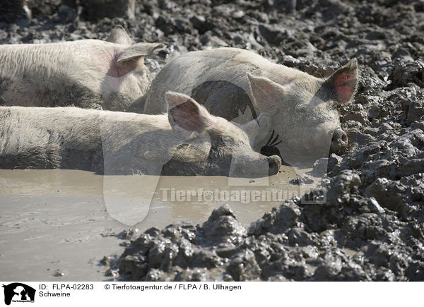 Schweine / pigs / FLPA-02283
