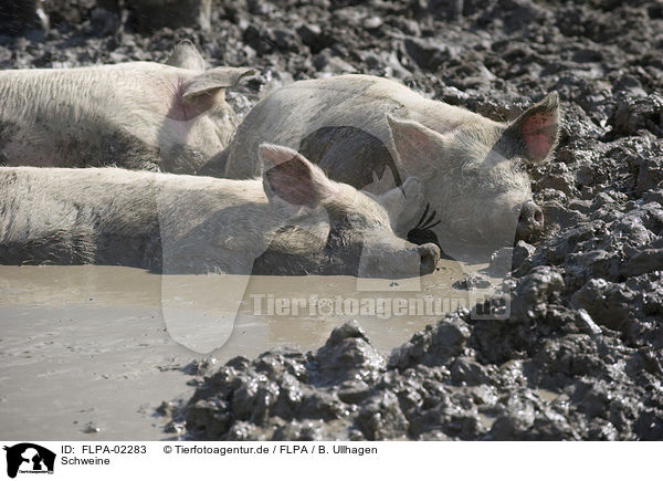 Schweine / FLPA-02283