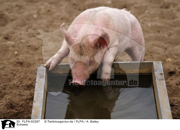 Schwein / pig / FLPA-02287