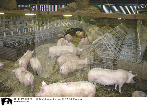 Schweinestall / pig stable / FLPA-02289