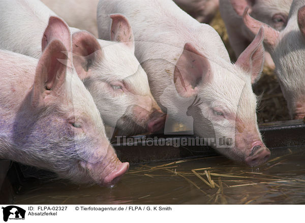 Absatzferkel / weaner pigs / FLPA-02327