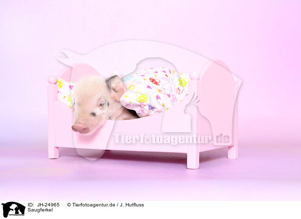 Saugferkel / baby pig / JH-24965