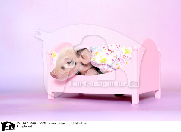 Saugferkel / baby pig / JH-24966